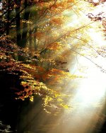 forest-light-autumn-trees-leaves-color-sunbeam.jpg