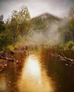 forest-pond-water-rainy-jungle-outdoors-environment.jpg