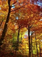 forest-autumn-forest-colorful-trees-leaves-autumn.jpg