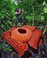 زهرة الرافليزيا.. ❣️