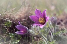 anemone-purple-purple-anemone-flower-purple-flower-blossom-bloom-petals-pistil.jpg