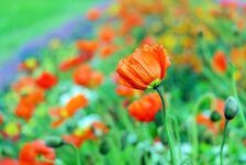 poppy-blossom-bloom-color-klatschmohn-spring.jpg