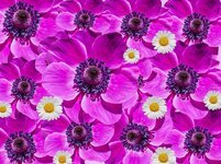 flowers-anemone-poppy-collage-purple-blutenmeer-nature-blue-fall-anemone.jpg