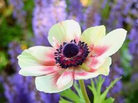 flower-blossom-bloom-anemone-plant-nature-white-pink-summer-flowers.jpg