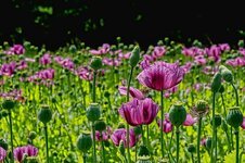poppy-flower-poppy-buds-poppy-capsules-field-of-poppies-poppy-thriving-mohnfeld-violet-opium-p...jpg