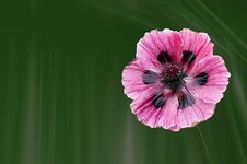poppy-blossom-bloom-flower-klatschmohn-plant-summer.jpg