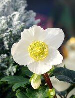flower-petals-bud-leaves-foliage-christmas-rose-blossom-bloom-winterblueher.jpg