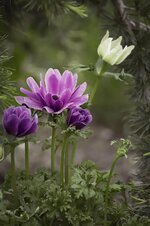 anemone-violet-purple-purple-anemone-flower-purple-flower-blossom-bloom-petals.jpg