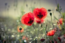 poppy-flower-plant-papaver-somniferum-opium-drug-wild-flower-meadow-flora.jpg
