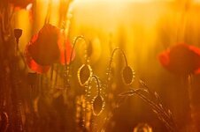 sunset-poppy-backlight.jpg