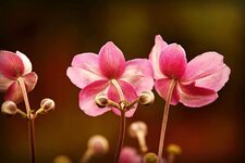 anemone-flower-plant-blossom-garden-pink.jpg