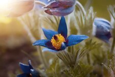 anemone-blue-spring-garden-nature-flora-spring-flower-close-up-bloom.jpg