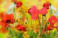 flowers-poppy-petals-leaves-foliage-buds-garden.jpg