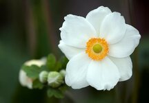 summer-anemone-anemone-sylvestris-blossom-bloom-summer-plant-flower-flowers-white.jpg