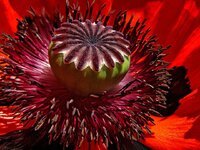 poppy-flower-red-macro-blossom-bloom-red-poppy-poppy-capsule.jpg