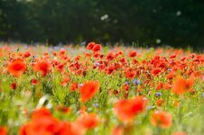 field-of-poppies-poppy-poppies-klatschmohn-flowers-field-landscape-red-meadow.jpg