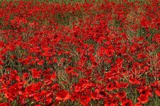 poppy-brandenburg-flower-germany-wildflowers-nature-mohngewaechs-corn-flower-red.jpg