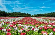 poppy-field-of-poppies-flowers-field-landscape-red-hd.jpg