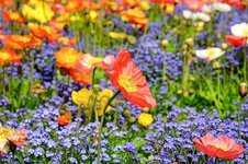 poppy-flower-blossom-bloom-red-field-nature.jpg
