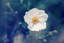 anemone-flower-plant-nature-summer-outdoors.jpg