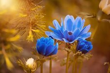 anemone-blue-flower-blossom-bloom-petals-summer-spring-flora.jpg