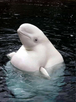 1652555234301.png