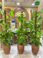 قصة ( اللبلاب )