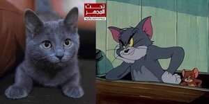 القط توم في الرسوم الكرتونية الشهيرة هو من سلالة قطط تعرف بإسم  Russian Blue