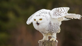 من اخطر انواع الطيور  : البوم الثلجي