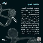 الفطر الاسود.. ❣️