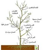 موعد تقليم جميع الاشجار