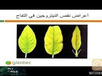 فائدة النيتروجين للنباتات