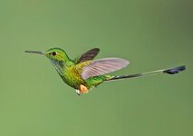 طائر الطنان ذيل المضرب.