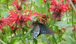 عشبة بلسم النحلة