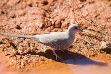 طائر يمام ماسي