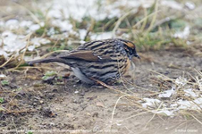 طائر برونيلا strophiata