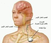 هل تعلم ان الماء البارد يقتل العصب الحائر.