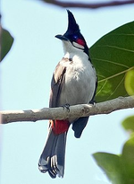 بلبل أحمر العجز