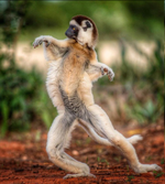 حيوان السيفاكا