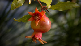 الجلنار زهرة الرمان