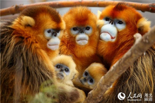 القرود الذهبية النادرة - سعدان الذهبي أفطس الأنف