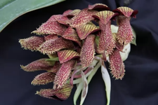 زهرة أبصال الأوركيد