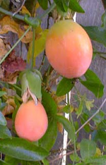 فاكهة مايبوب Maypop