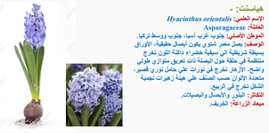 أزهار الهايسنت