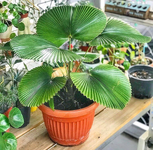 نخيل المروحة