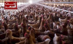 موجة إنفلونزا طيور تاريخية تجتاح جنوب كاليفورنيا
بعد انتشارها