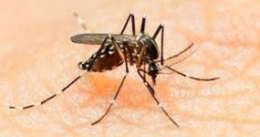 لماذا ينجذب البعوض لبعض الناس أكثر من غيرهم؟ دراسة تكشف