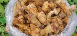 ما هو خولنجان؟ ( الخنجلان)