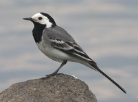 طائر ذعرة بيضاء الحاجب