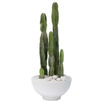 نبات صبار السيريس